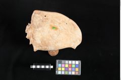 Foto (unten) von Trinkgefäß (NHMW-ZOO-MO-0081100-ETH-127)